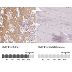 Cytosol Nonspecific Dipeptidase (CNDP2)/CPGL Antibody, Novus Biologicals:Antibodies:Primary